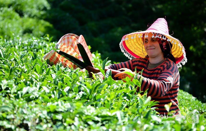  Tea plantations in Rize